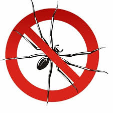 Spider Control